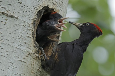 Black woodpecker