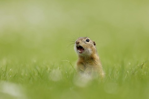 Gopher