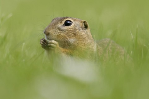 Gopher