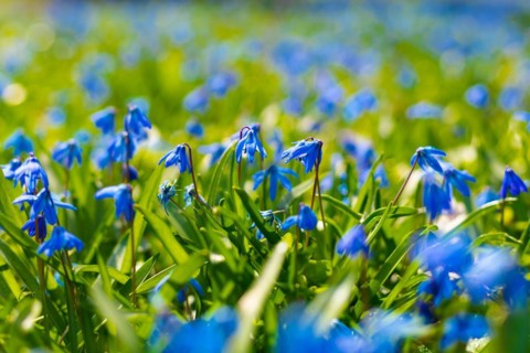 Siberian squill