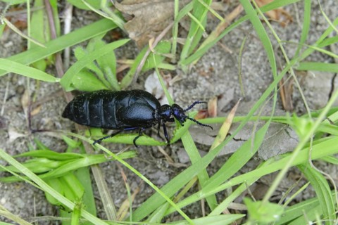 Oil beetle