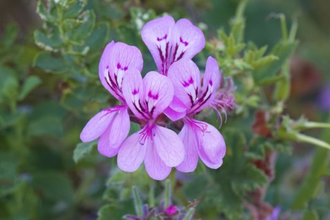 Pelargonium botulinum