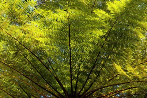 Common Tree Fern