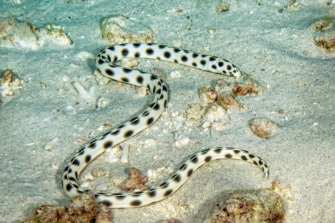 Spotted snake eel