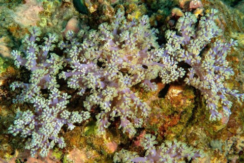 Pump coral