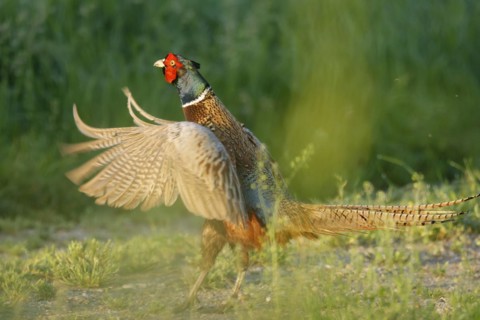 Pheasant