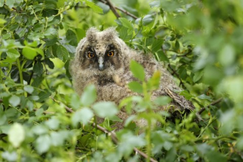 Long-eared owl