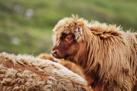 Scottish Highland Cattle