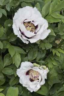 Bush peony