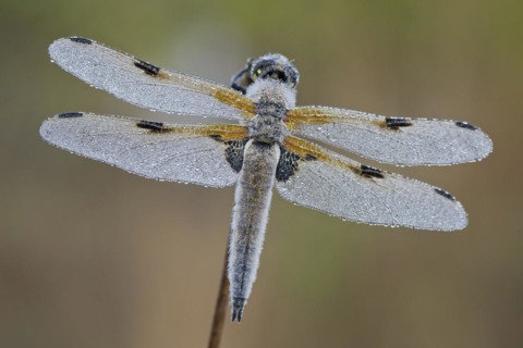 Four-spotted chaser