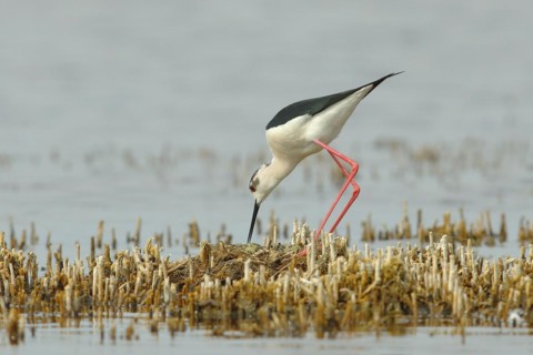 Black-winged Stilt
