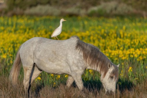 Camargue horse and cattle