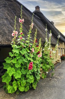 Flowering mallow