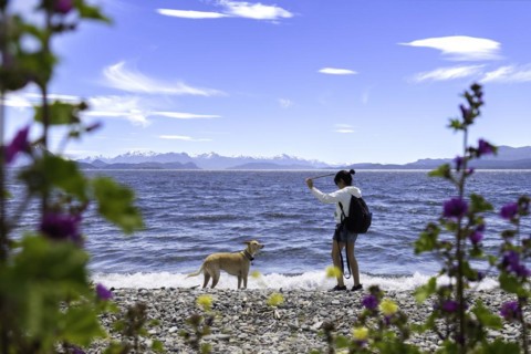 Young woman plays with her greyhound dog on the lake shore. She throws a stick at the dog