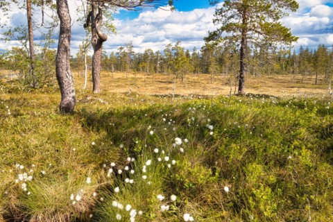Fulufjaellet National Park