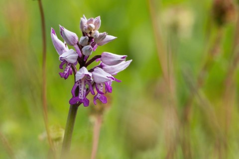 Flower of the helmet orchid