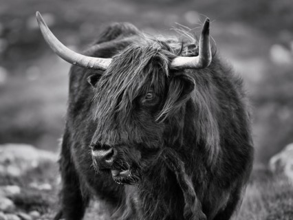 Scottish Highland Cattle