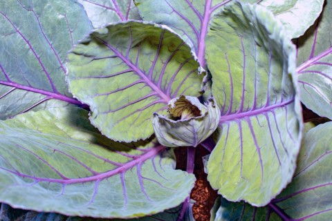 Red cabbage