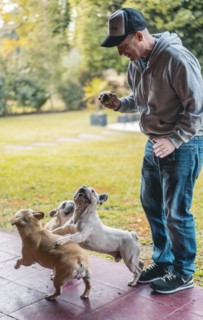Caucasian male playing with three french bulldogs in his backyard