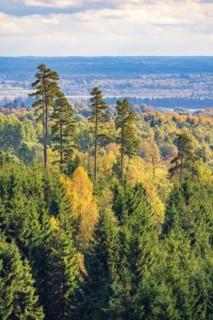 Landscape view at a mixed forest with high pine trees in autumn colors at Sweden