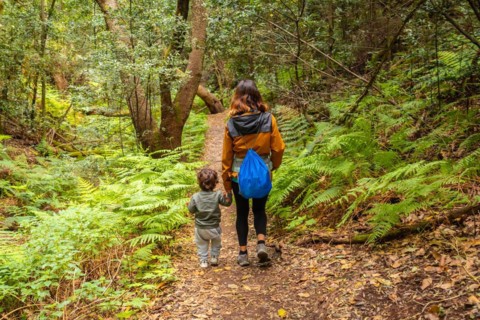 Mother and son hiking through Las Creces on the trail in the mossy tree forest of Garajonay National Park