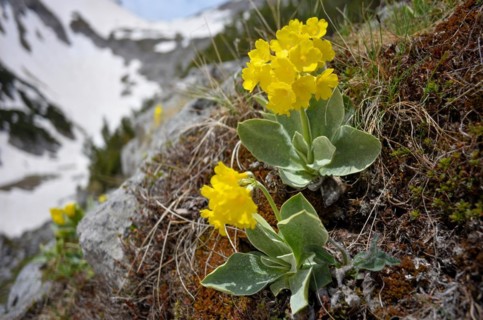 Alpine auricula