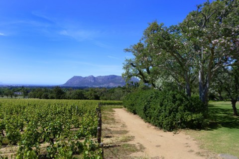 Vineyard
