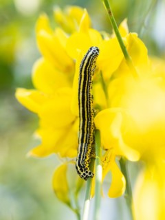 Caterpillar on broom