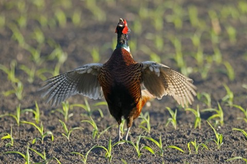 Pheasant