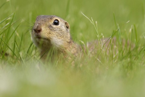 Gopher