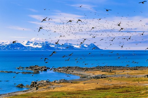 Flock of Little auk