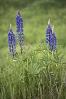 Lupine