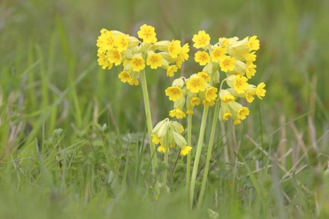 Meadow common cowslip