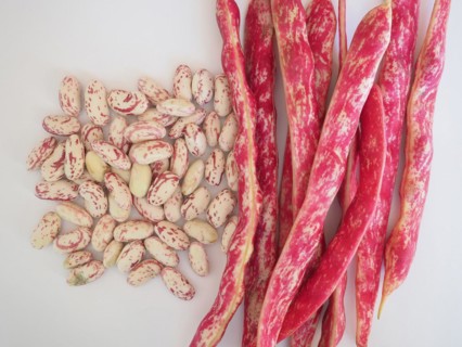 Crimson beans legumes vegetables food