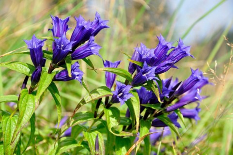 Willow gentian