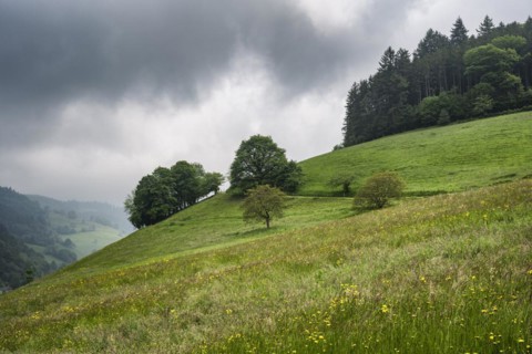Forage meadow in Muenstertal