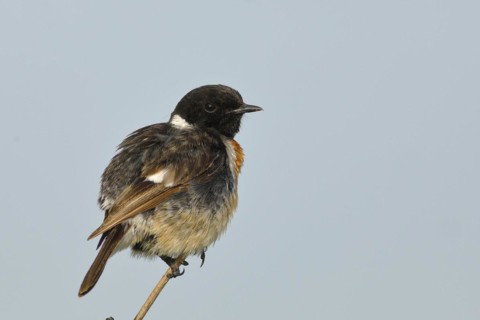 European stonechat