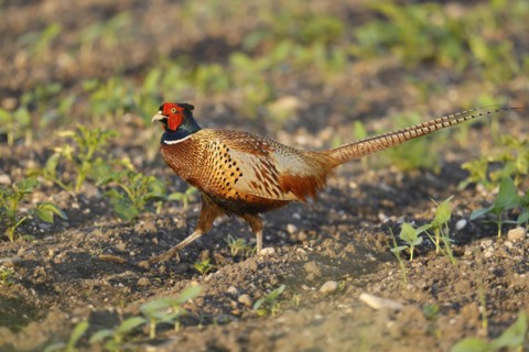 Pheasant