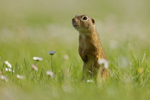 Gopher
