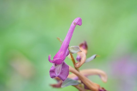 Fingered larkspur