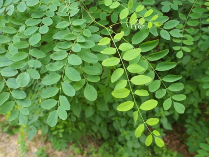 Green Acacia leaf