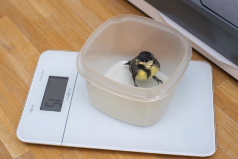 Young great tit weighs 15 grams