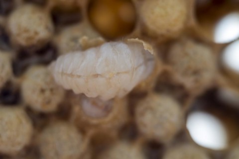 Honeycomb with drone brood