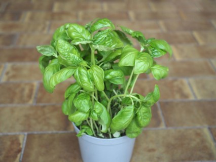 Basil