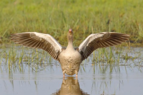 Greylag Goose
