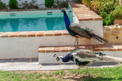 Peacock on a roof with white background and copy space
