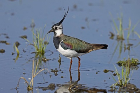 Northern lapwing