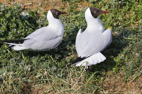 Black-headed Gulls