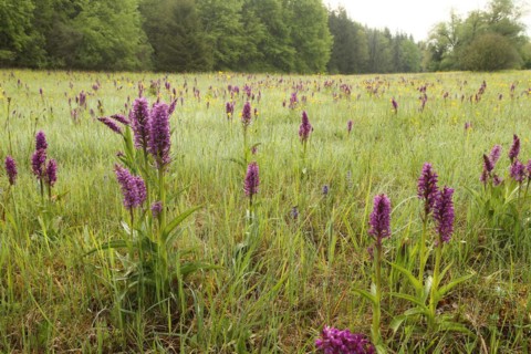 Broad-leaved orchid