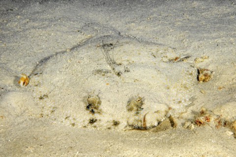 Tropical flounder